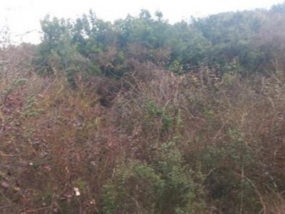 ΑΓΡΟΤΕΜΑΧΙΟ_ΘΕΣΗ "ΠΑΣΣΑ ΦΤΕΡΗ" ΚΟΣΜΗΡΑ ΙΩΑΝΝΙΝΩΝ