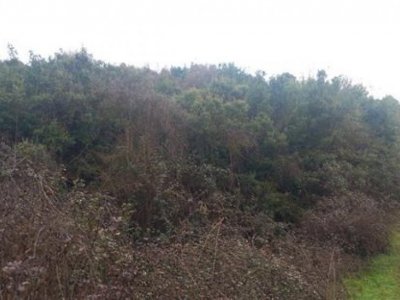 ΑΓΡΟΤΕΜΑΧΙΟ_ΘΕΣΗ "ΠΑΣΣΑ ΦΤΕΡΗ" ΚΟΣΜΗΡΑ ΙΩΑΝΝΙΝΩΝ